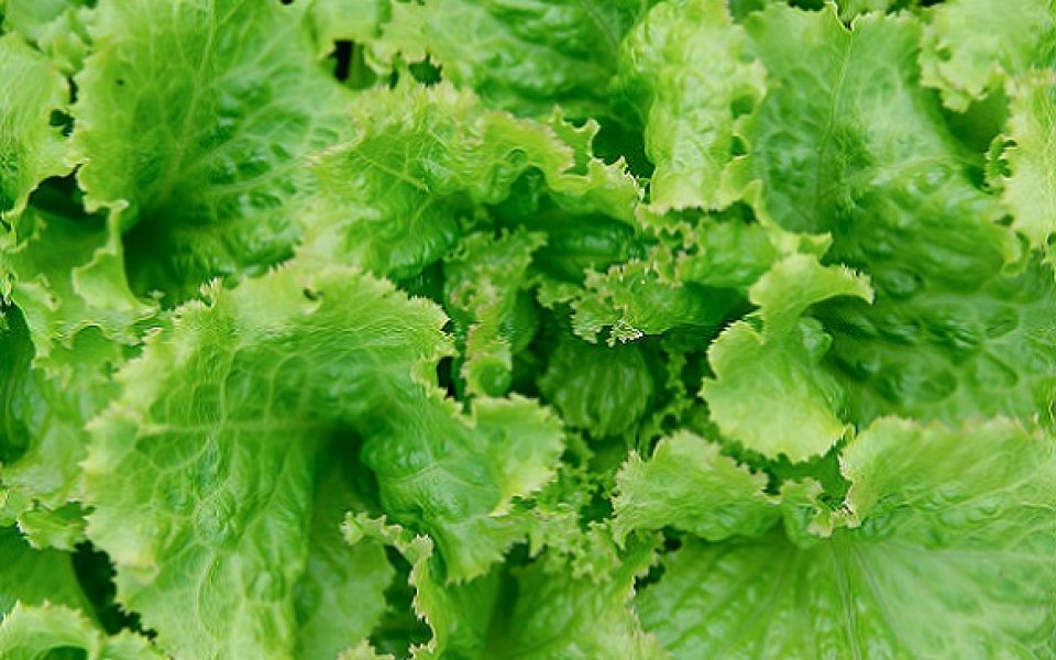 feuille-salade-fond-laitue-fraiche-fond-legumes_9635-1245